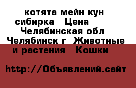 котята мейн-кун  сибирка › Цена ­ 999 - Челябинская обл., Челябинск г. Животные и растения » Кошки   